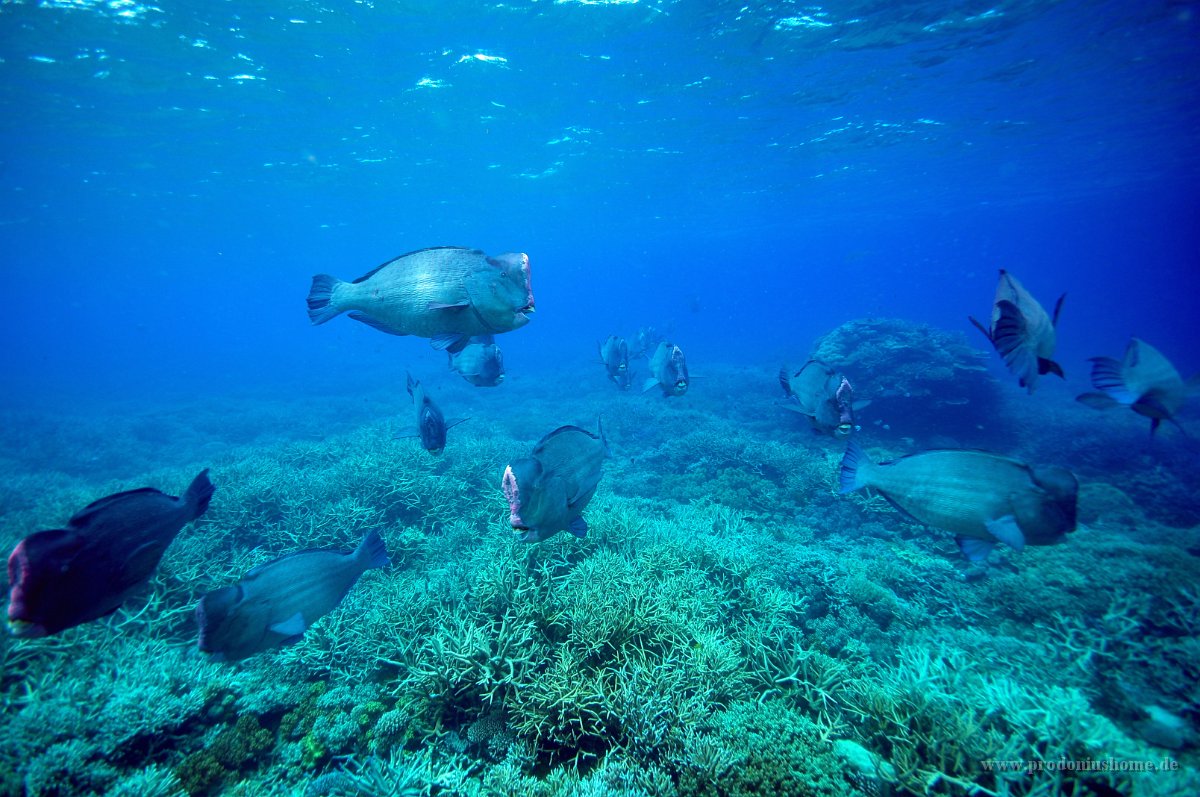 IMG 4983 Bumphead Parrot fish