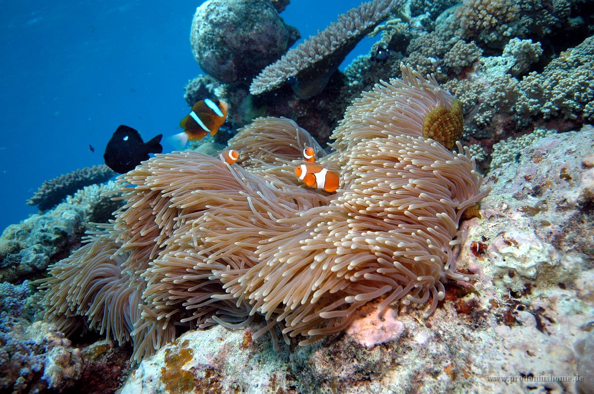 IMG 4983 Clown Anenome Fish