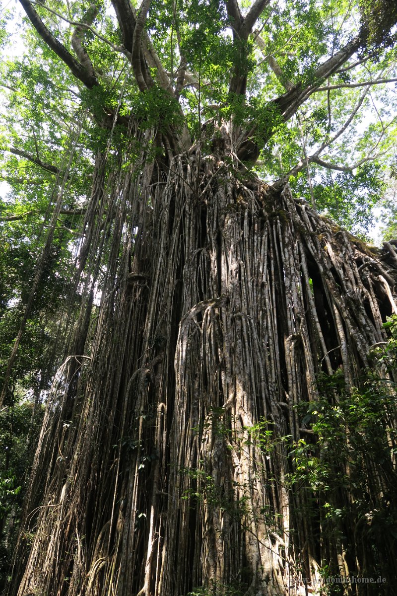 IMG 5139 - Curtain Fig Tree