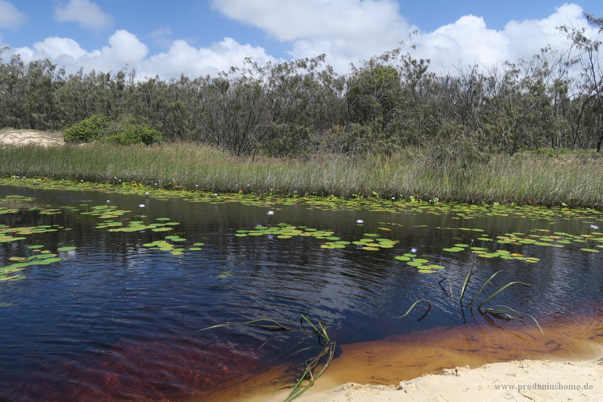 IMG 5337 - Fraser Island