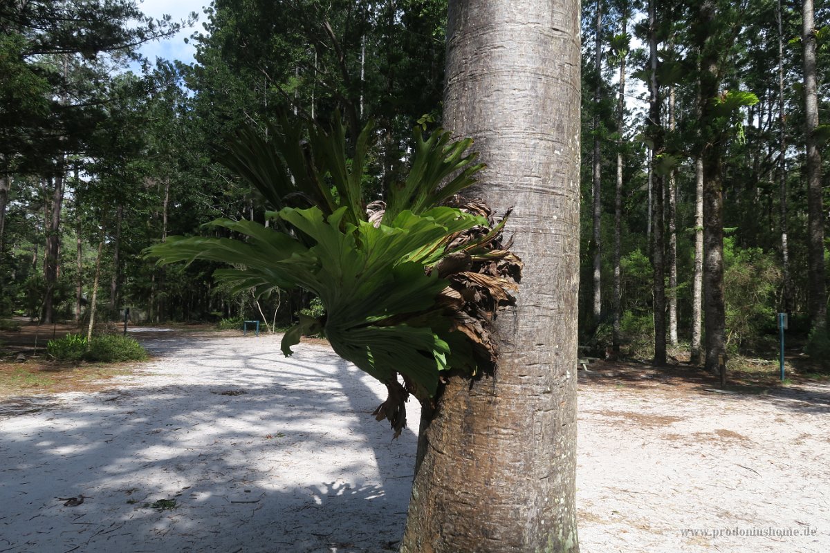 IMG 5351 - Fraser Island