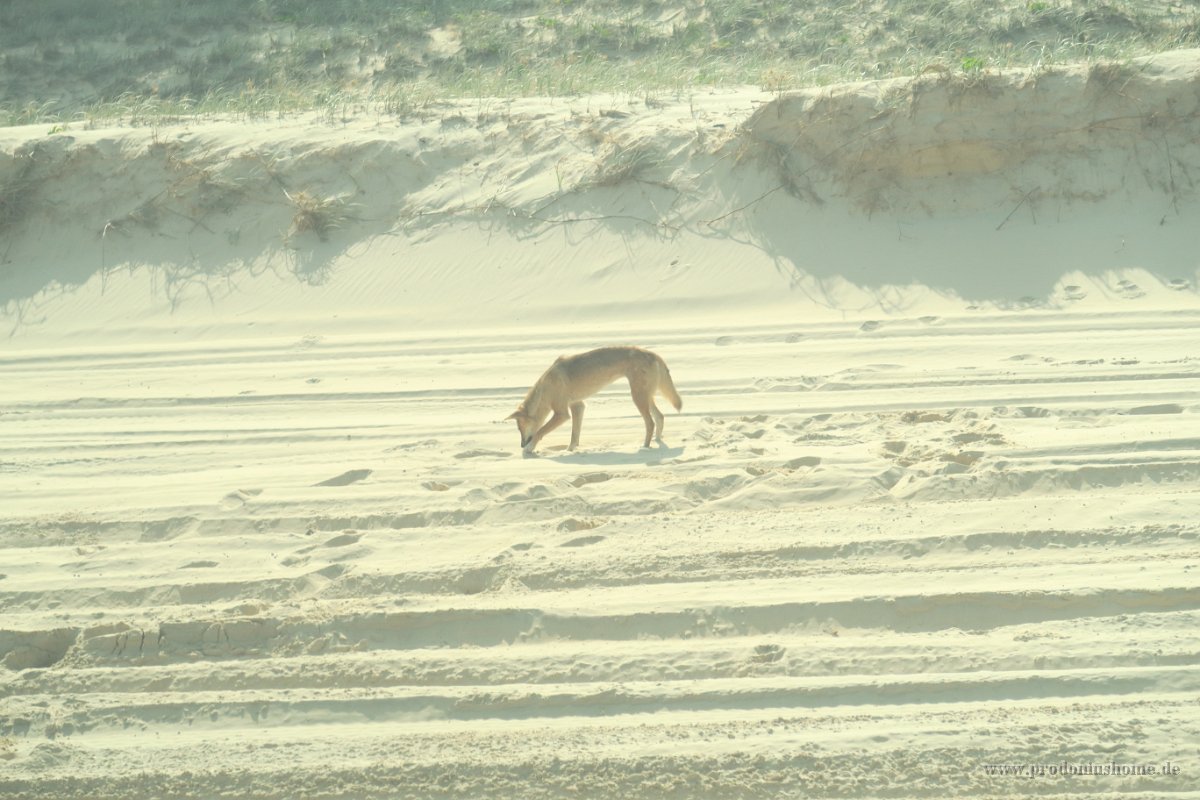 IMG 5360a - Fraser Island Dingo