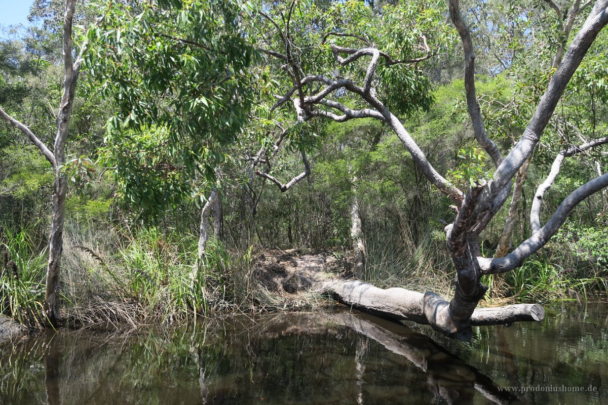 IMG 5417 - Noosa Everglades