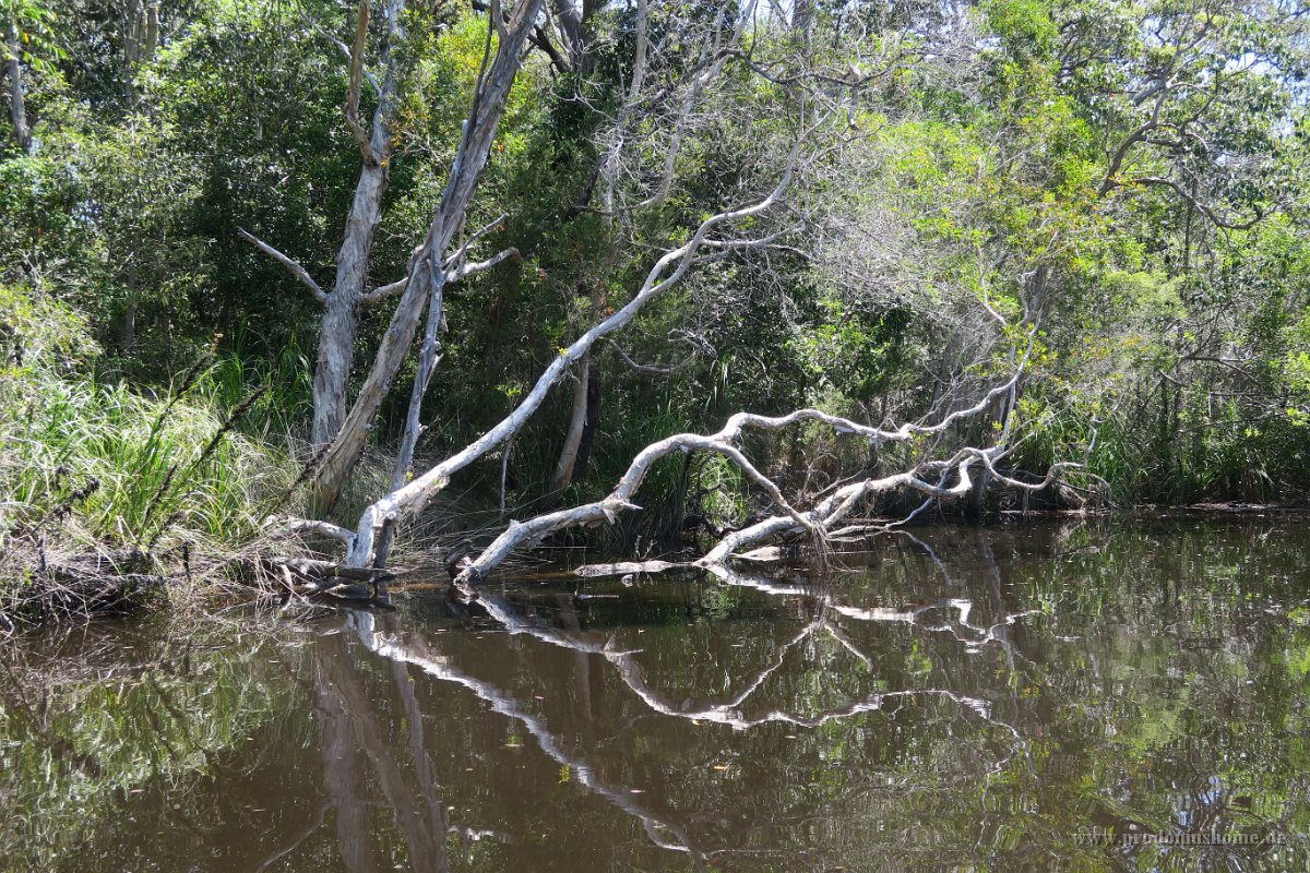IMG 5418 - Noosa Everglades