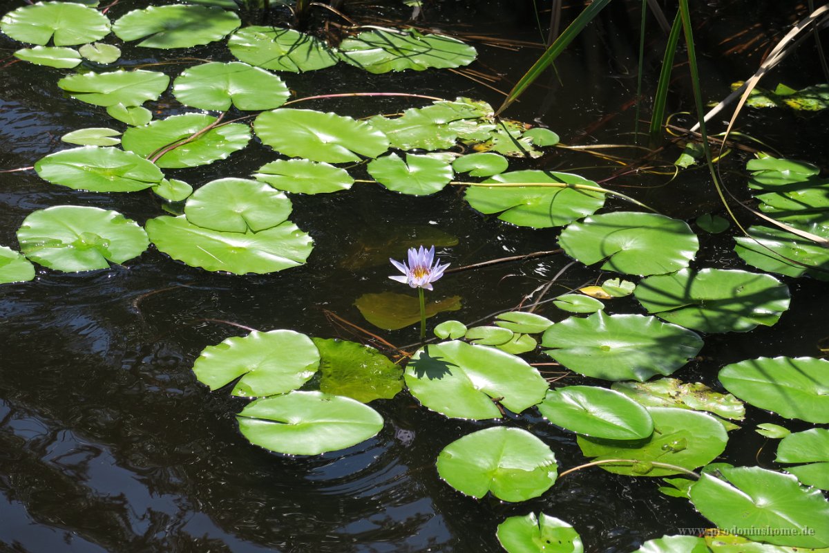 IMG 5423 - Noosa Everglades