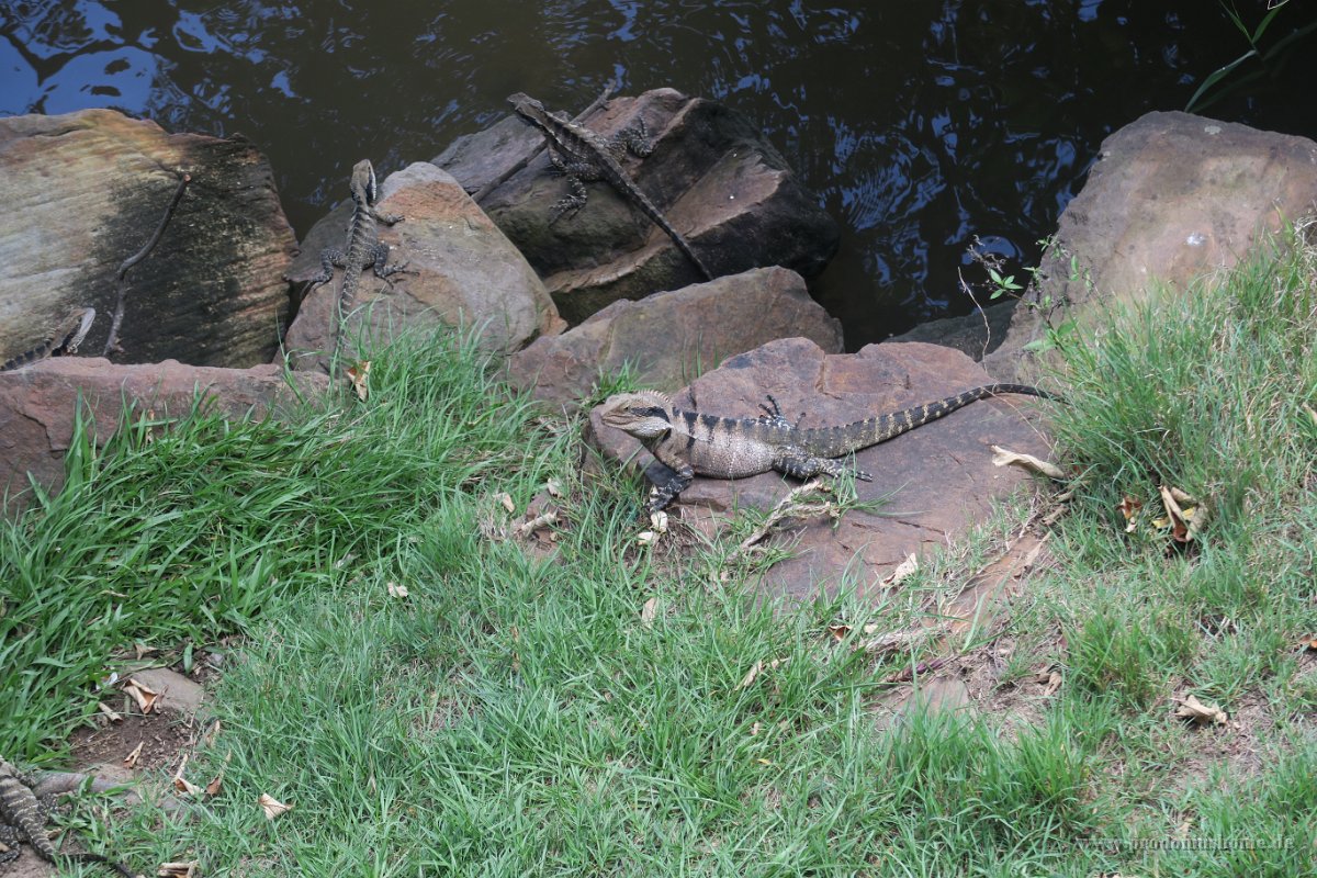 IMG 5621 - Wasserdrache