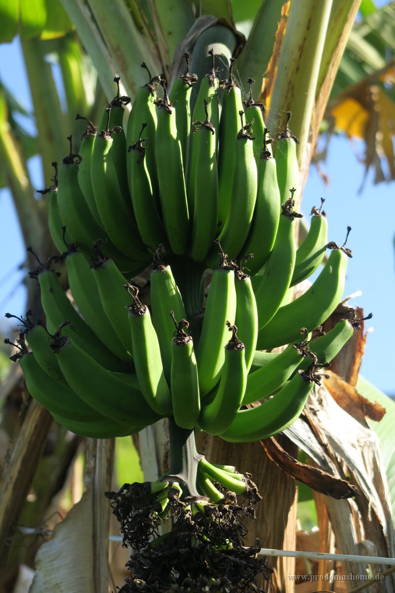 IMG 5630 - Bananenpflanze