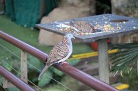 IMG_4661 - Cairns - Zoom Dome.JPG