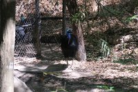 IMG_4700 - Cairns Hartley's Crocodile Farm.JPG