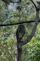 IMG_4702 - Cairns Hartley's Crocodile Farm.JPG