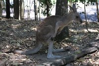 IMG_4725 - Cairns Hartley's Crocodile Farm.JPG