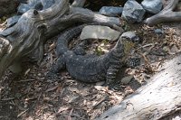 IMG 4734 - Cairns Hartley's Crocodile Farm