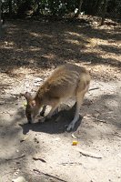 IMG_4751 - Cairns Hartley's Crocodile Farm.JPG