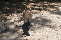 IMG_4759 - Cairns Hartley's Crocodile Farm.JPG