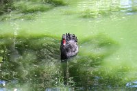 IMG_4771 - Cairns Hartley's Crocodile Farm.JPG