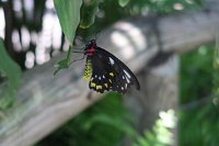 IMG_4812 - Kuranda Butterfy.JPG