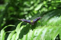 IMG 4814 - Kuranda Butterfy