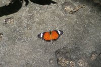 IMG 4822 - Kuranda Butterfy