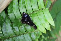 IMG 4857 - Kuranda Butterfy