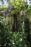 IMG_4860 - Kuranda.JPG