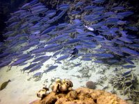 IMG 4983 - Fusiliers - Great Barrier Reef Reef Magic