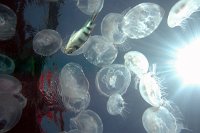 IMG_4983 - Jellyfish.JPG