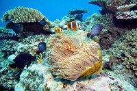 IMG_4983 - REEF (18).JPG