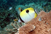 IMG_4983 - REEF (22).JPG