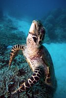 IMG_4983 - Turtle 3.jpg