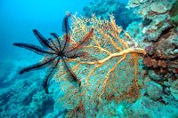 IMG 4983  Feather Star and Fan Coral