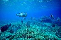 IMG 4983 Bumphead Parrot fish