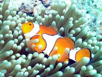 IMG_4983_Clownfish.JPG