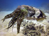 IMG 4983 Cuttlefish 2