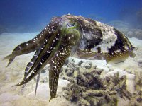 IMG_4983_Cuttlefish 2.JPG