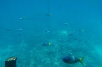 IMG 4995 - Great Barrier Reef Reef Magic