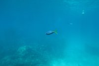 IMG_5001 - Great Barrier Reef Reef Magic.JPG