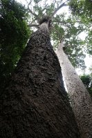 IMG 5086 - Kauri Tree