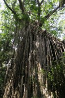 IMG 5139 - Curtain Fig Tree