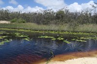 IMG 5337 - Fraser Island