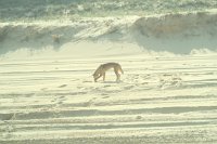 IMG_5360a - Fraser Island Dingo.JPG