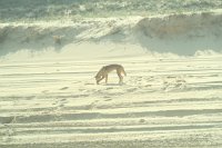 IMG 5360a - Fraser Island Dingo