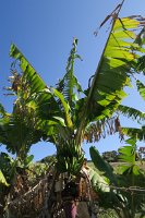 IMG 5629 - Bananenpflanze