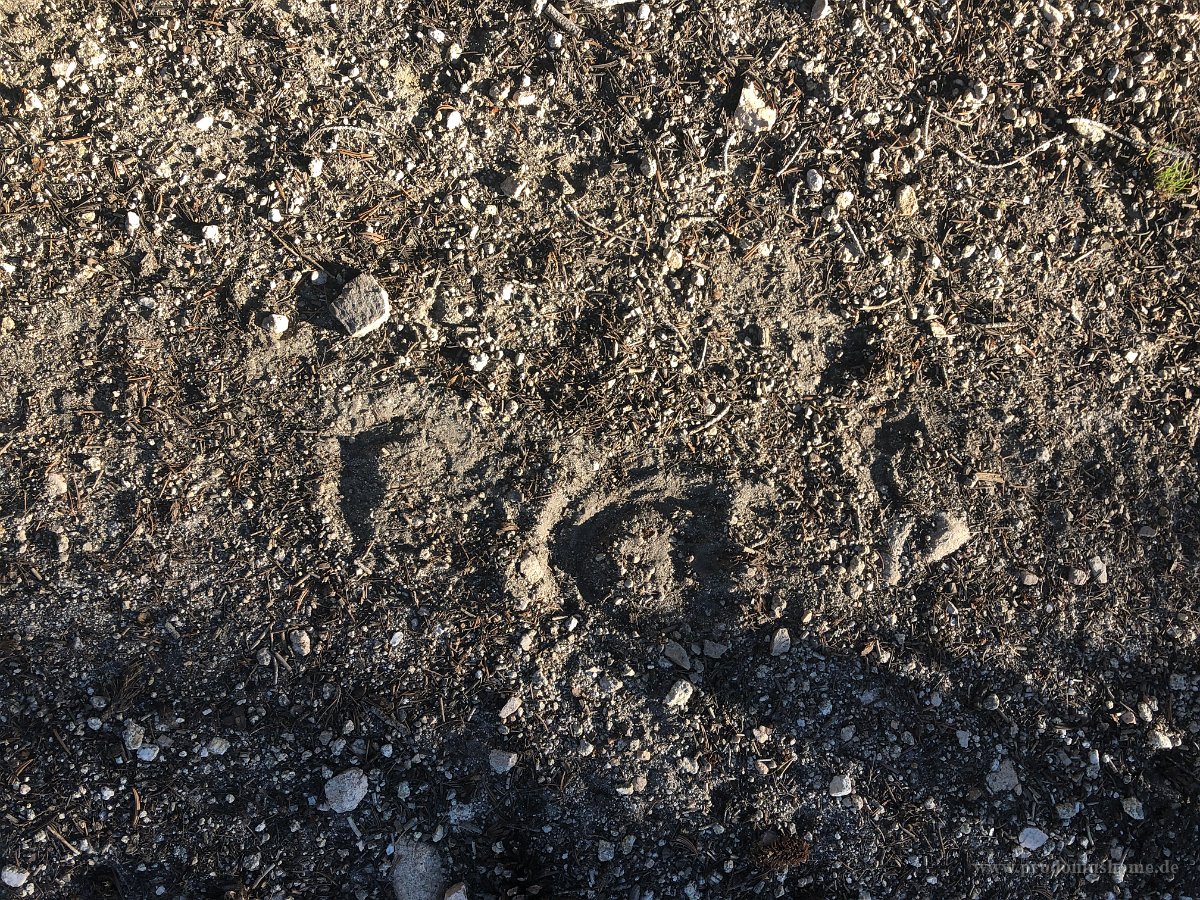 IMG 0781
