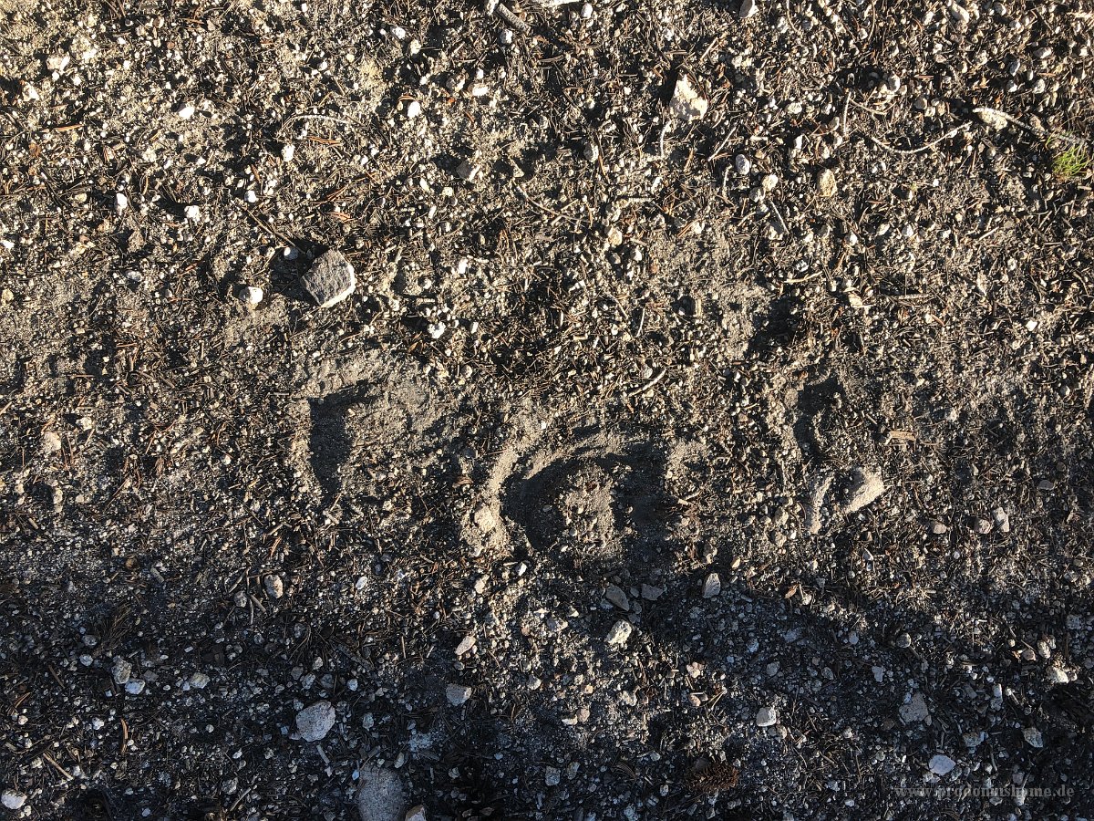 IMG 0781