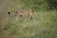 IMG 7809 IMG 1994