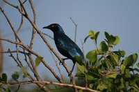 IMG 7964 IMG 2274