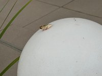 IMG 7979