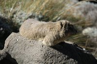 IMG 8117 IMG 2377