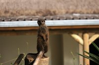 IMG 8172 IMG 2404